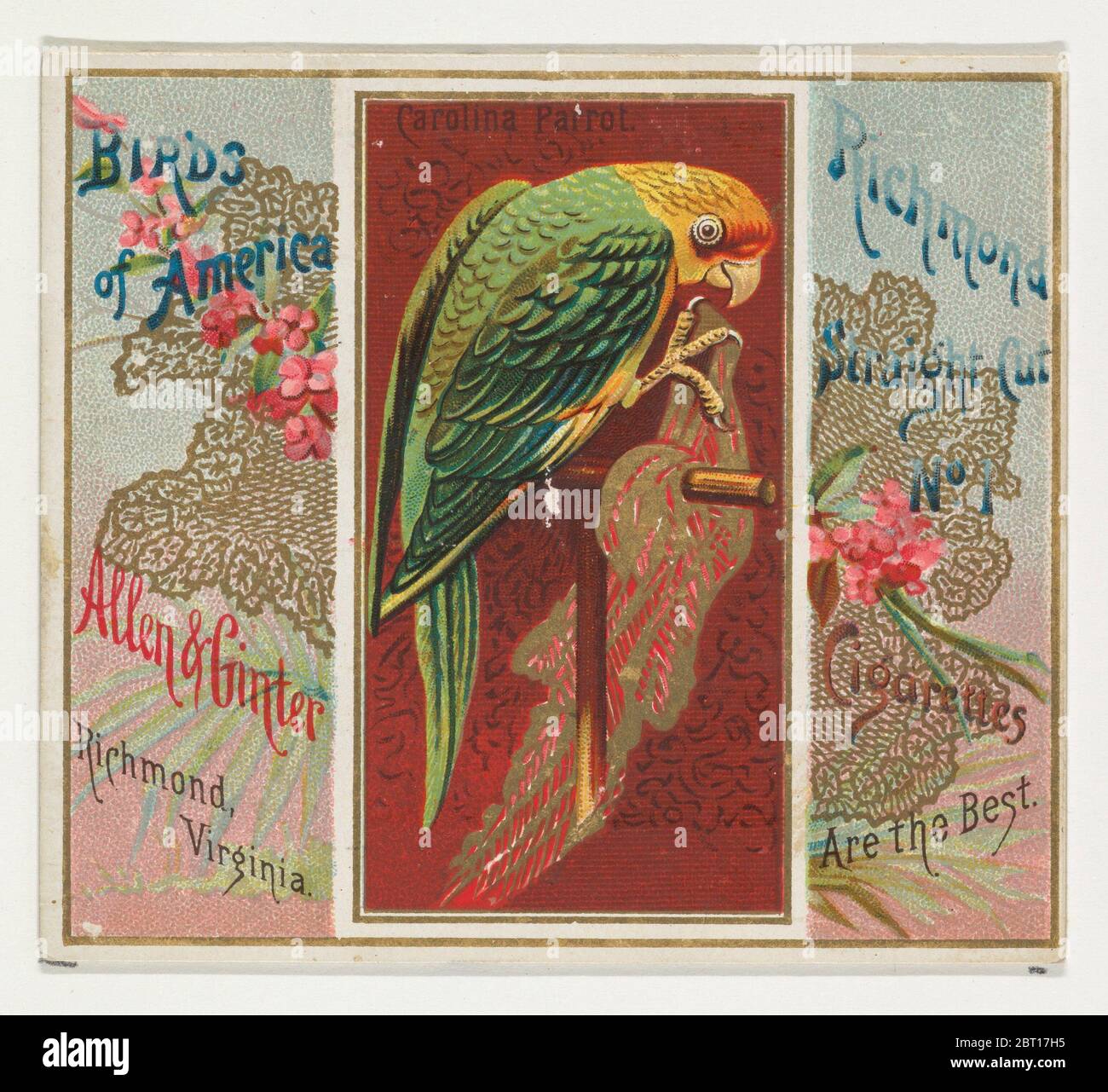 Carolina Parrot, de la série Birds of America (N37) pour Allen & amp; Ginter cigarettes, 1888. Banque D'Images