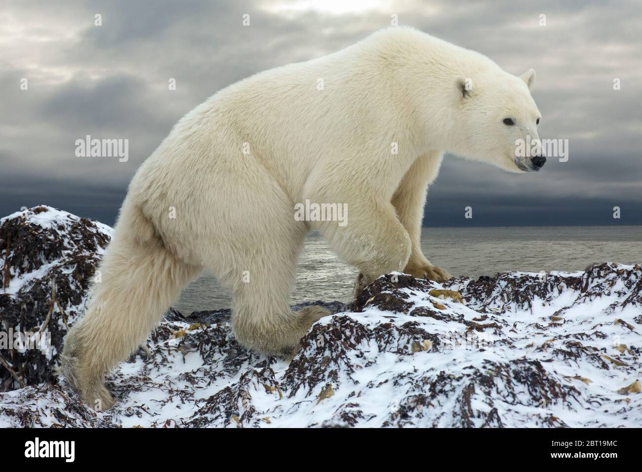 Ours polaire sur la rive de la baie d'Hudson, près de Churchill, Canada Banque D'Images