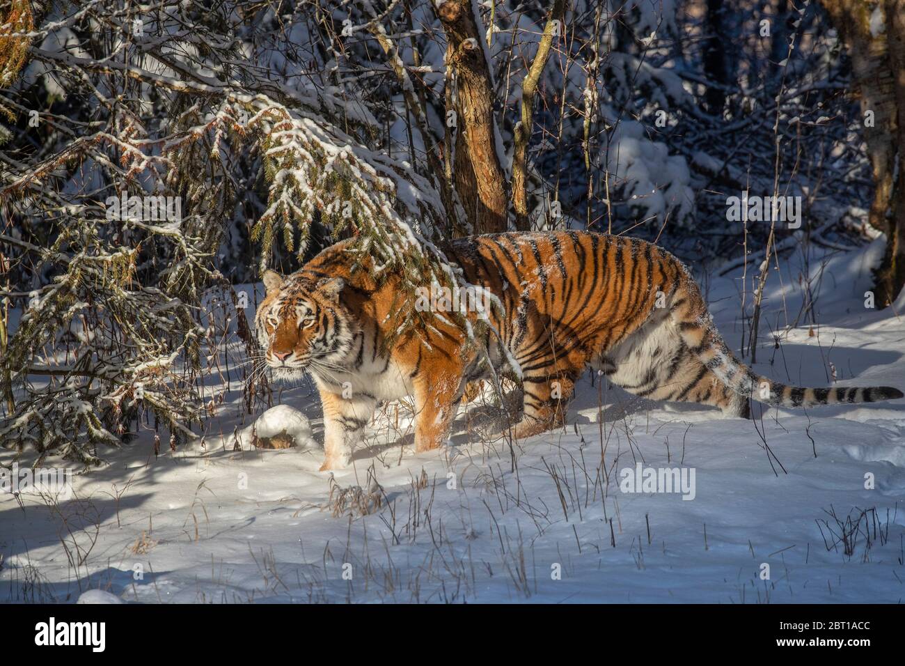 Tigre de Sibérie en hiver Banque D'Images