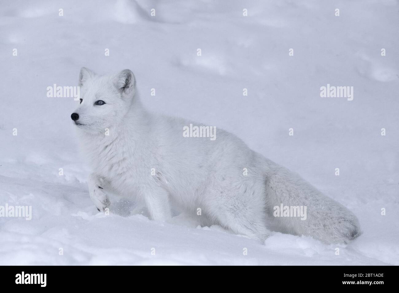 Renard arctique en hiver, Montana Banque D'Images