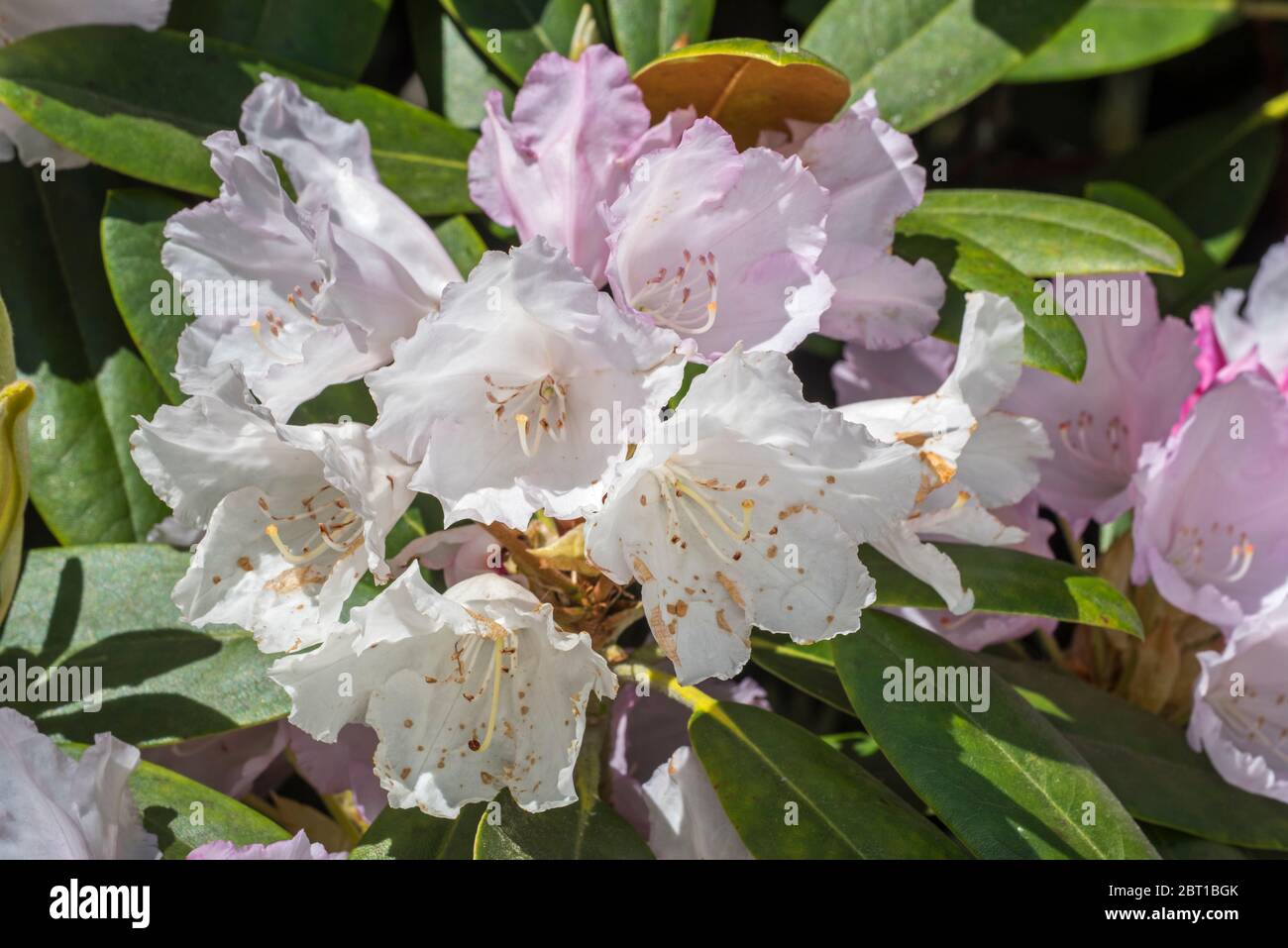 Rhododendron degronianum subsp. Yakushimanum, gros plan de fleurs blanches au printemps Banque D'Images
