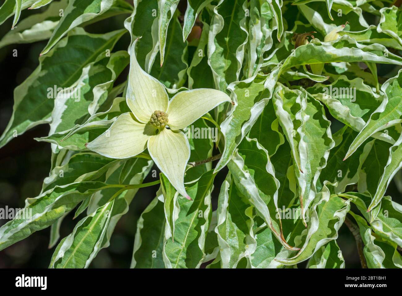 Cornus kousa Wolf Eye / Cornus kousa hanse Wolf Eyes / Wolf Eyes Japanese Dogwood, gros plan montrant des fleurs blanches / bractées et feuilles au printemps Banque D'Images