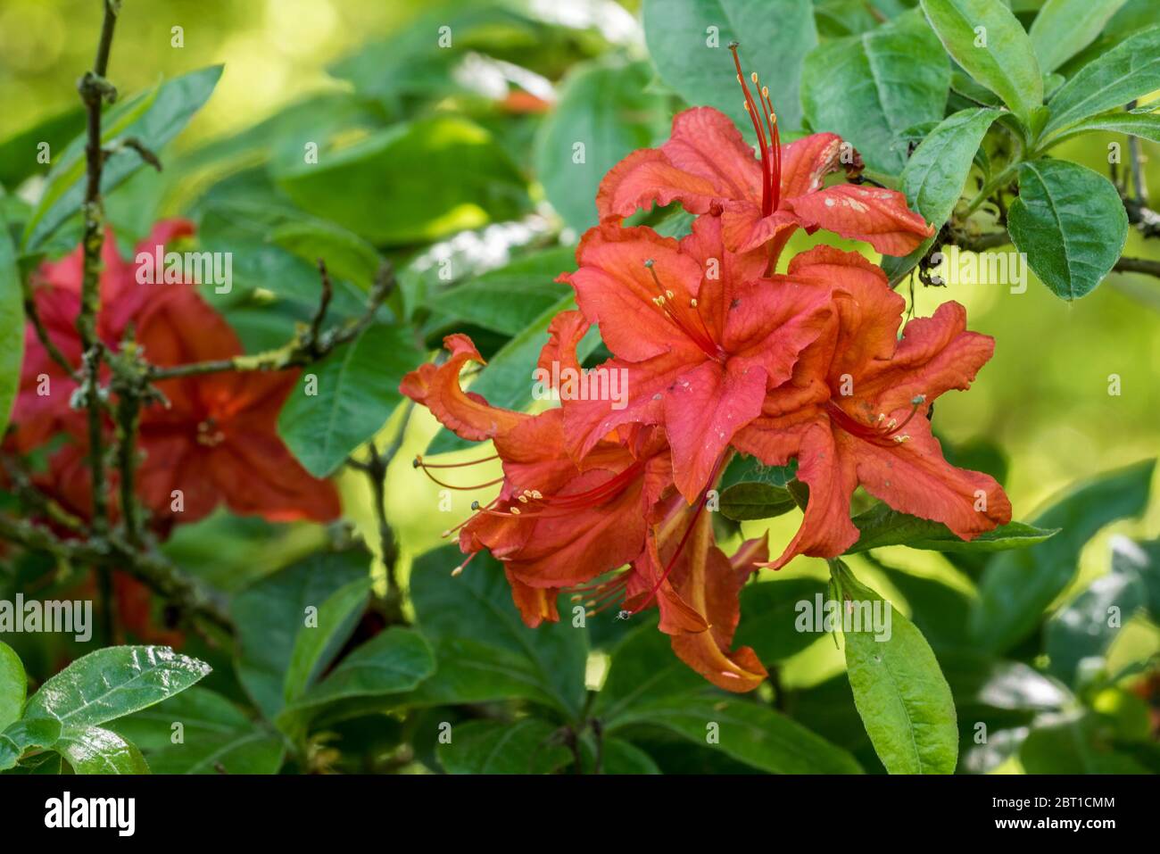 Azalea Royal Command / Royal Command Rhododendron, gros plan montrant des fleurs et des feuilles rouges au printemps Banque D'Images