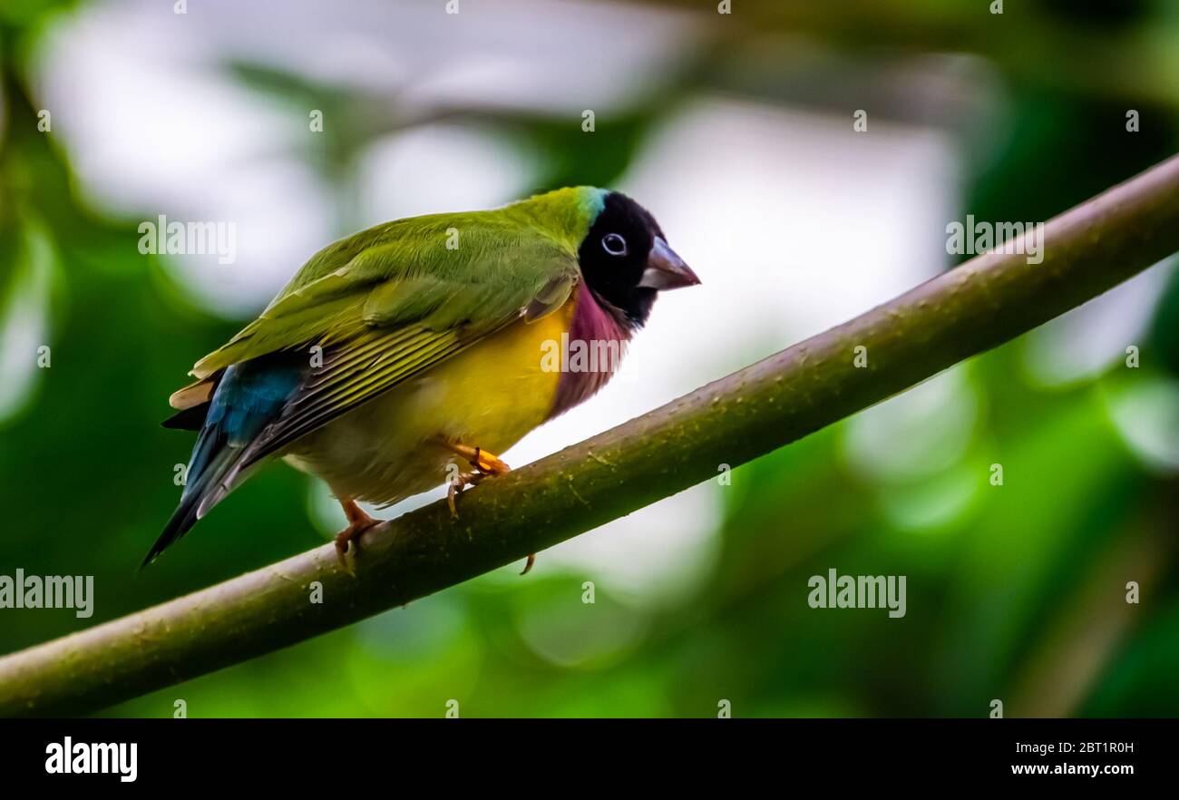 Magnifique portrait de gros plan d'un finch gouldien à tête noire, espèce d'oiseau tropical coloré originaire d'Australie Banque D'Images