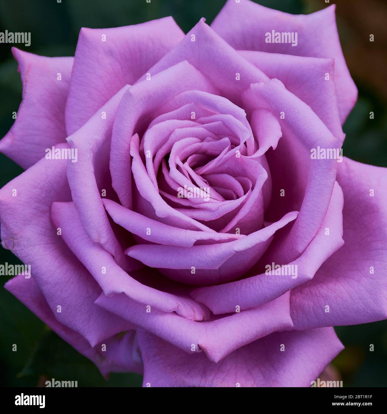 photo carrée de couleur de rose violette avec le nom: bleu mamy Banque D'Images