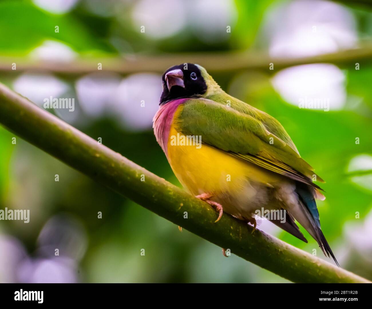 gros plan d'un finch gouldien à tête noire, espèce d'oiseau tropical coloré originaire d'Australie Banque D'Images