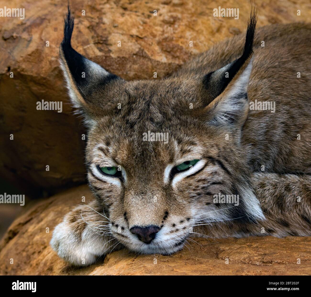 Portrait d'un lynx fatigué couché sur des rochers, Afrique du Sud Banque D'Images