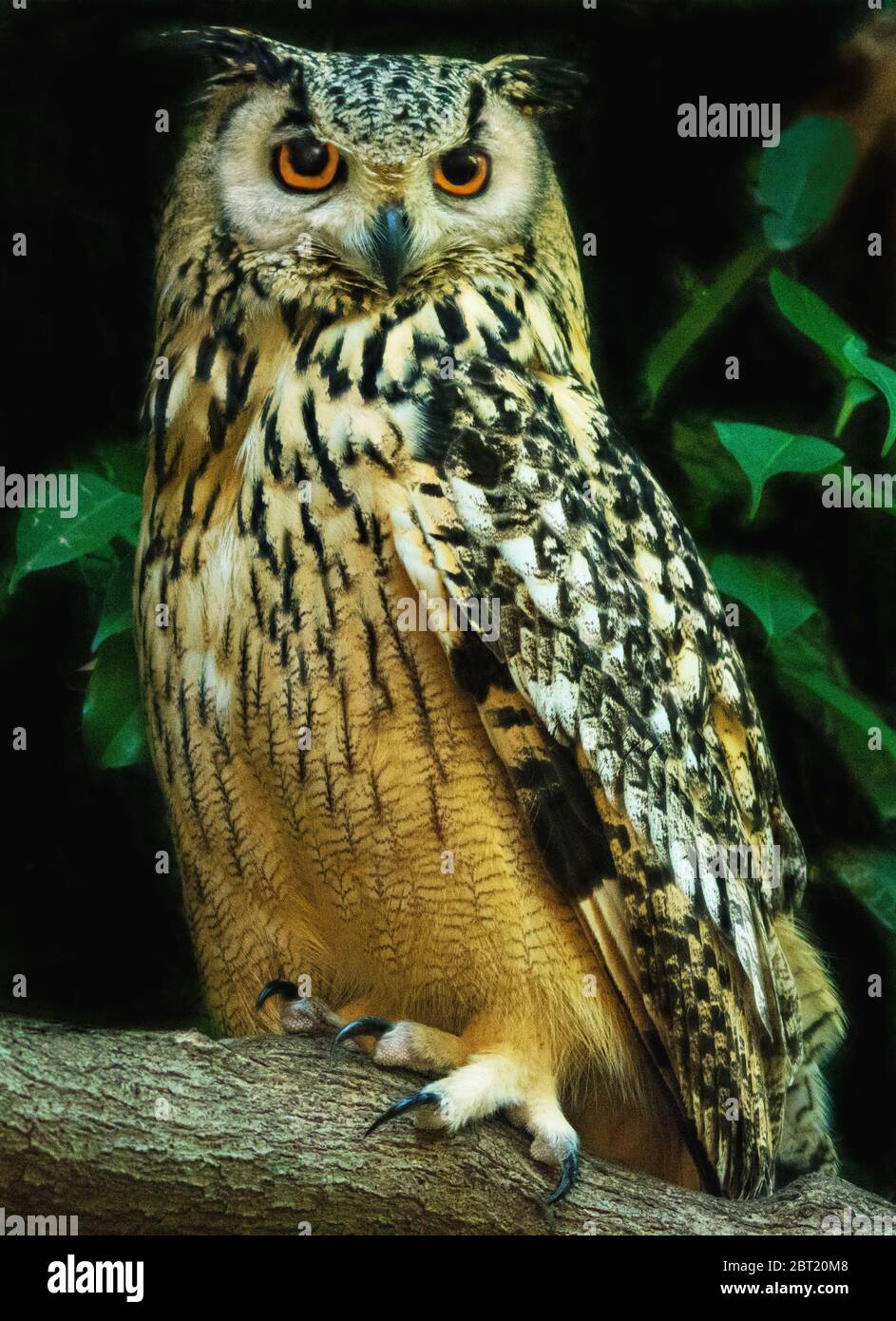 Portrait d'une chouette du Cap Eagle, Afrique du Sud Banque D'Images