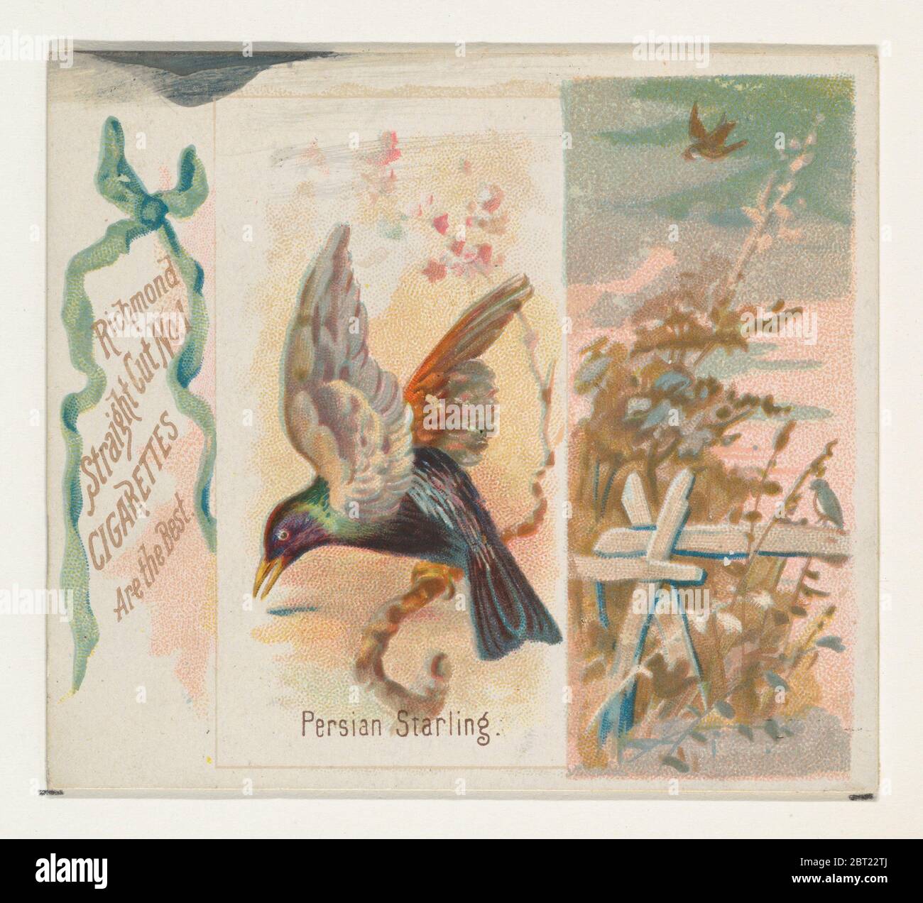 Perse Starling, de la série Song Birds of the World (N42) pour Allen & amp; Ginter cigarettes, 1890. Banque D'Images