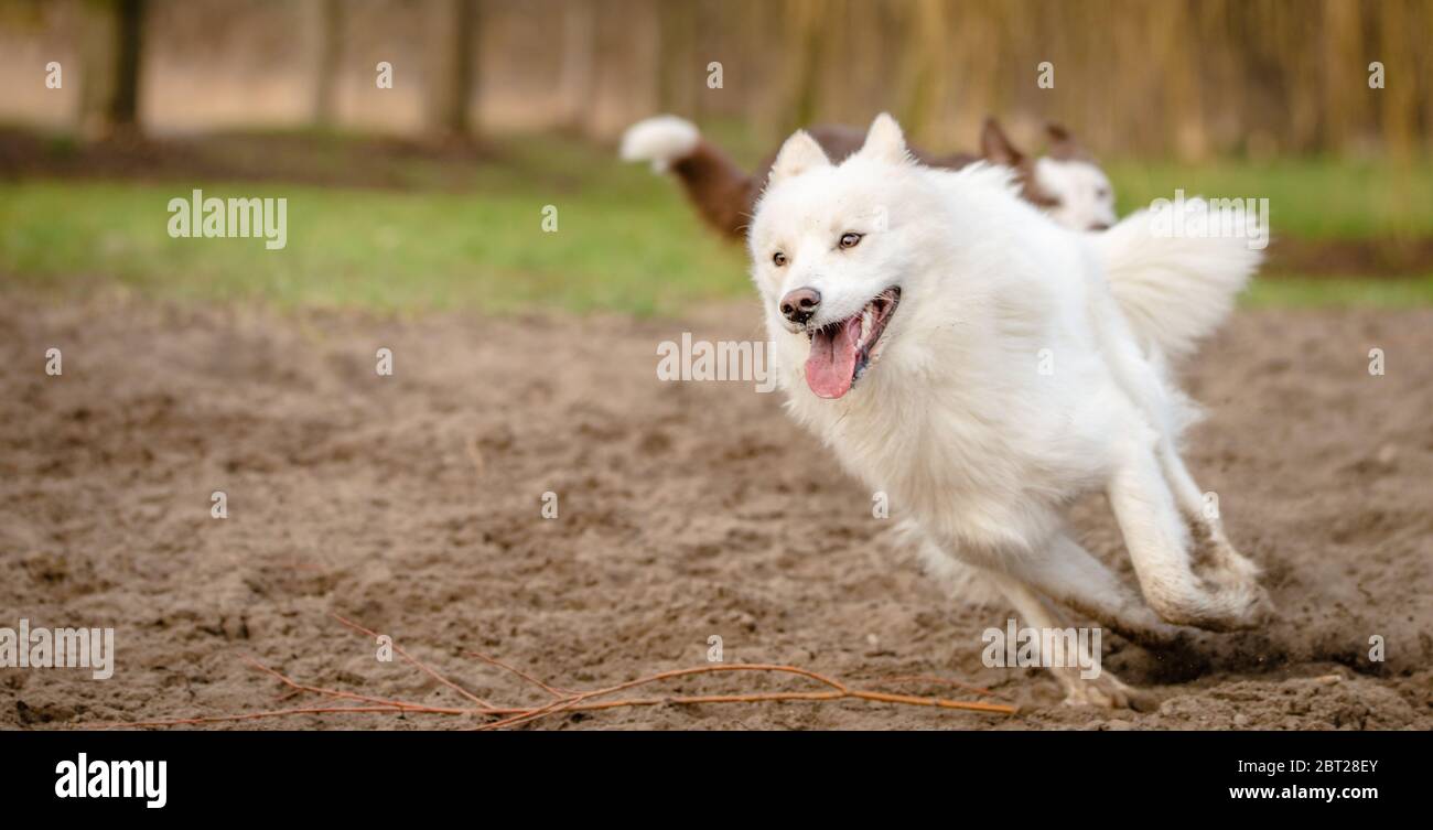 Joli chien blanc doux et doux qui joue et joue au parc pour chiens Banque D'Images