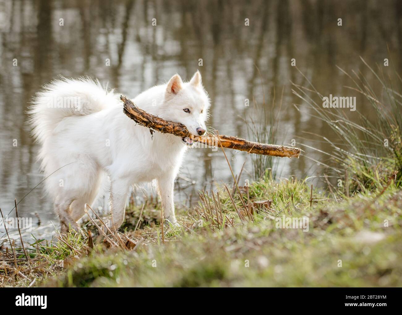Joli chien blanc moelleux qui joue avec un bâton Banque D'Images