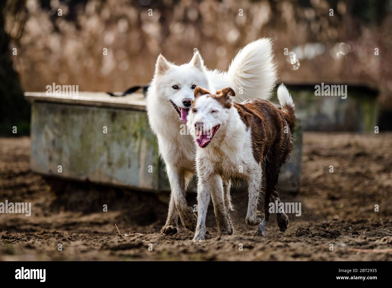 Un joli chien blanc moelleux et un Border Collie courent et jouent au parc pour chiens Banque D'Images