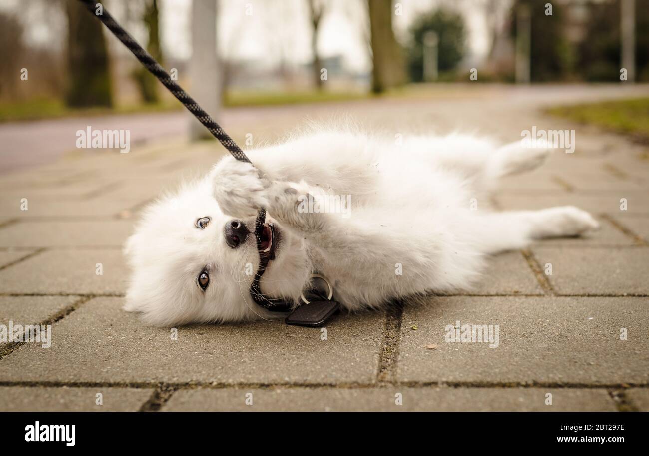 Mignon, jeune, ludique, le chiot Samoyed repose sur le sol avec sa laisse dans sa bouche, et les pattes saisissant la laisse, regardant l'appareil photo avec une Happy exp Banque D'Images