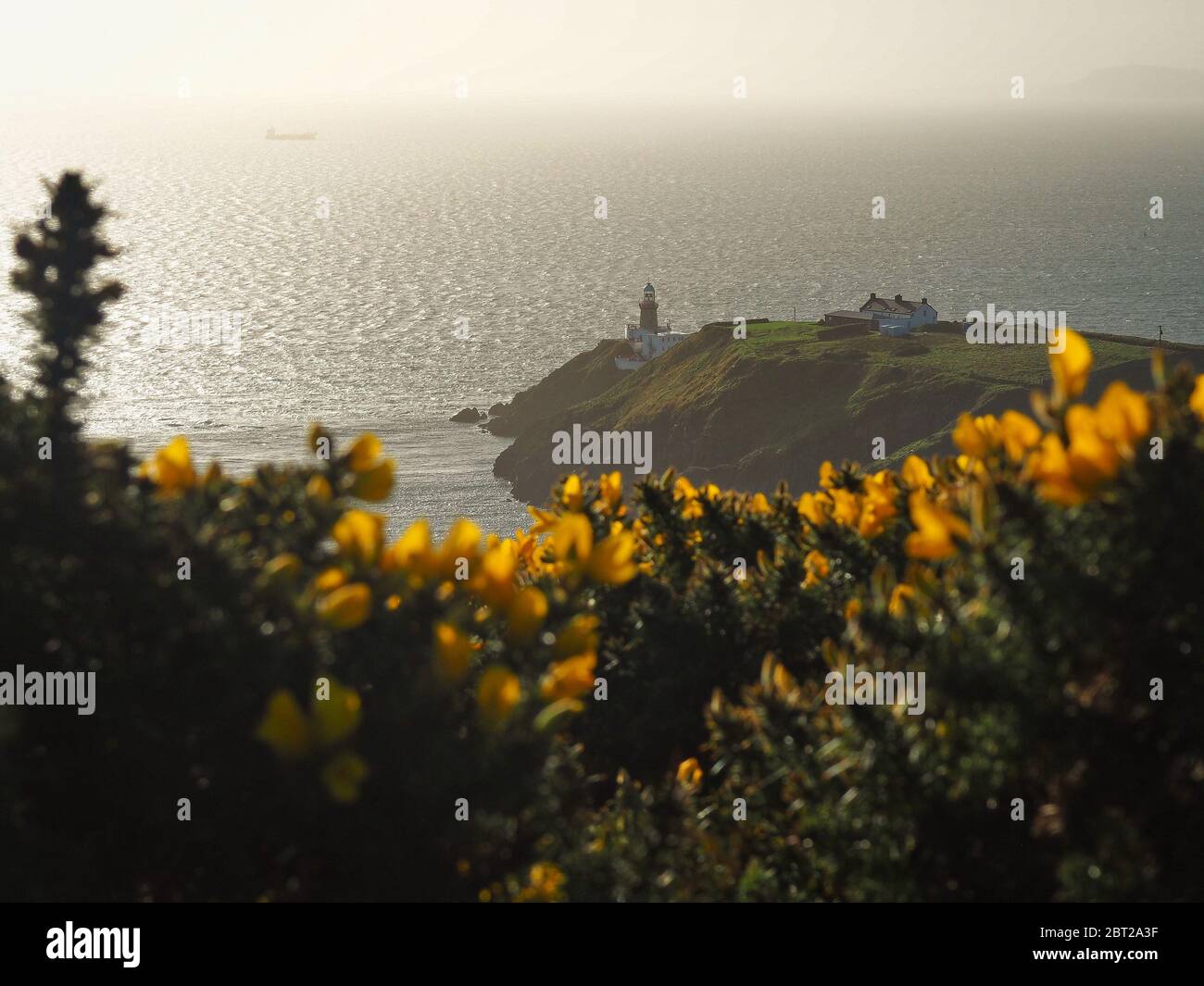Gorge commune avec phare, fleurs jaunes, ulex Banque D'Images
