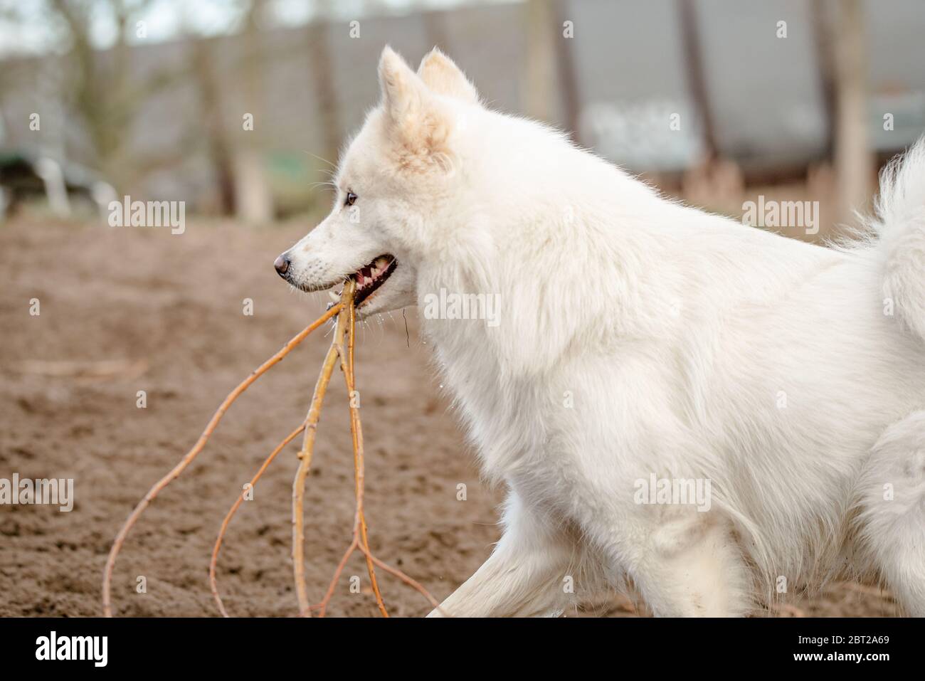 Un joli chien blanc moelleux et doux, un gros bâton dans la bouche, est à l'intérieur du parc pour chiens Banque D'Images