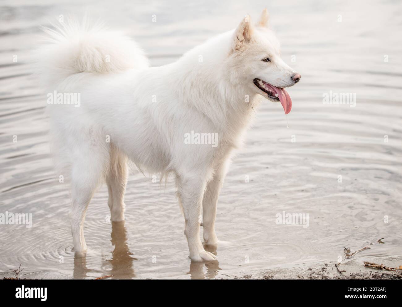 Joli chien blanc moelleux et moelleux, debout au bord de l'eau, dans un parc pour chiens Banque D'Images