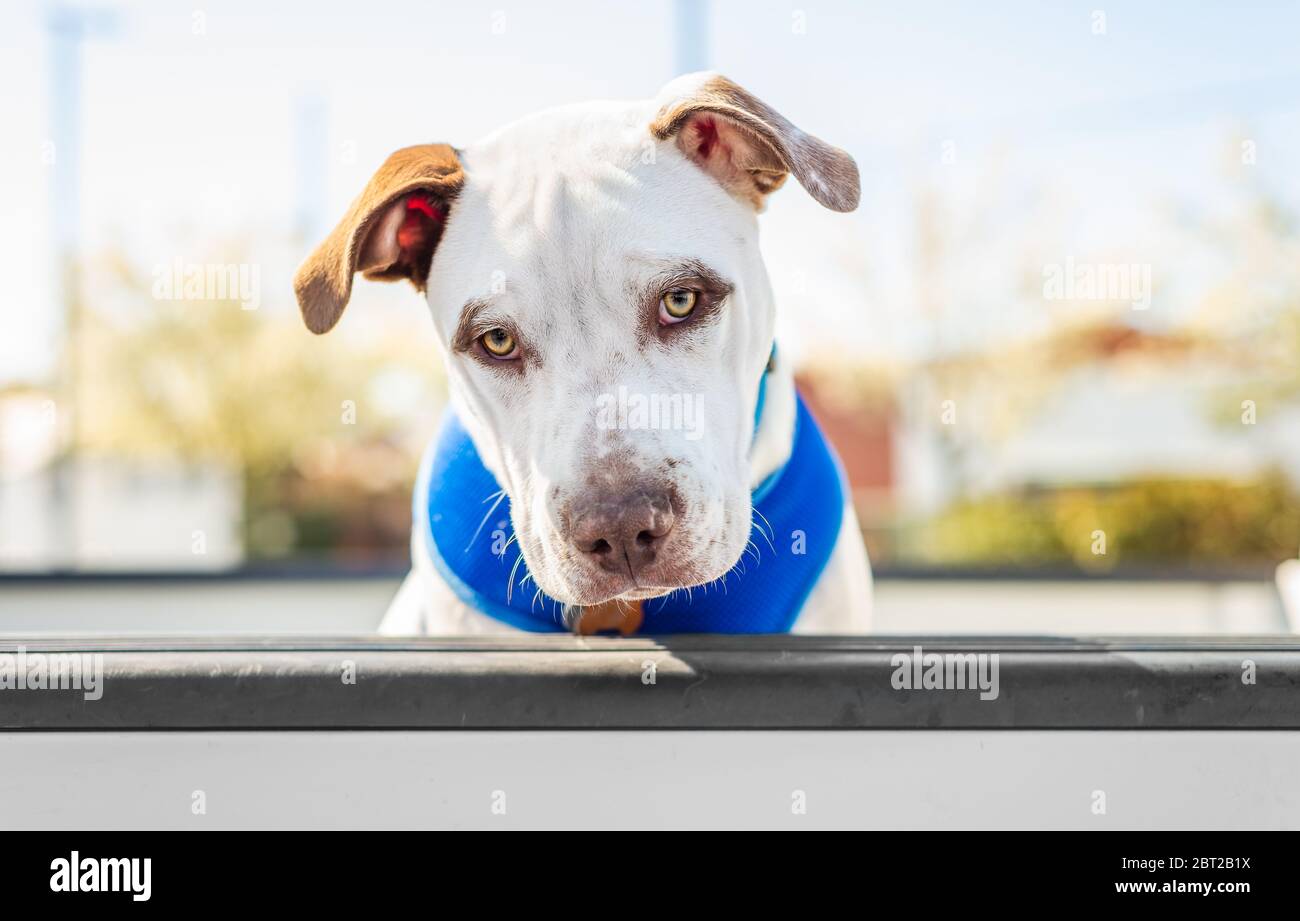Adorable chien de Pitbull regardant la caméra d'un pick-up Banque D'Images