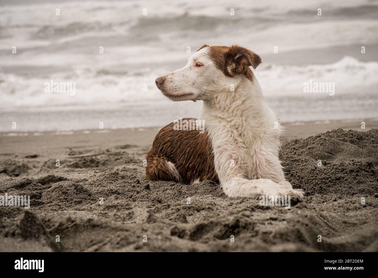 Un Collie de bordure marron et blanc, lisse, pose dans le sable et regarde dans la distance Banque D'Images