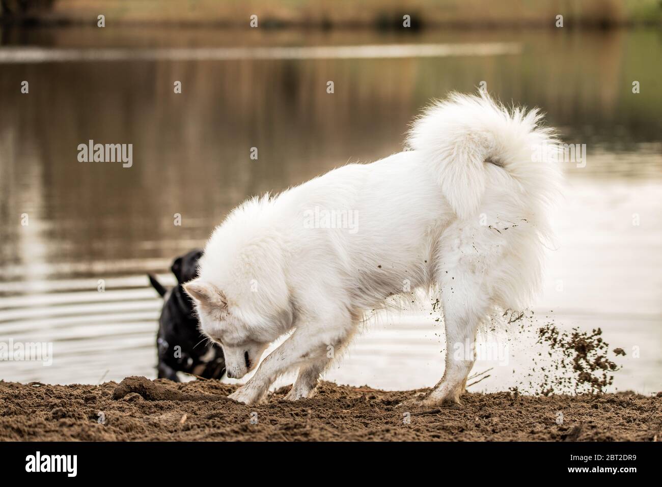 Joli chien blanc moelleux et moelleux creuse un trou dans la terre Banque D'Images