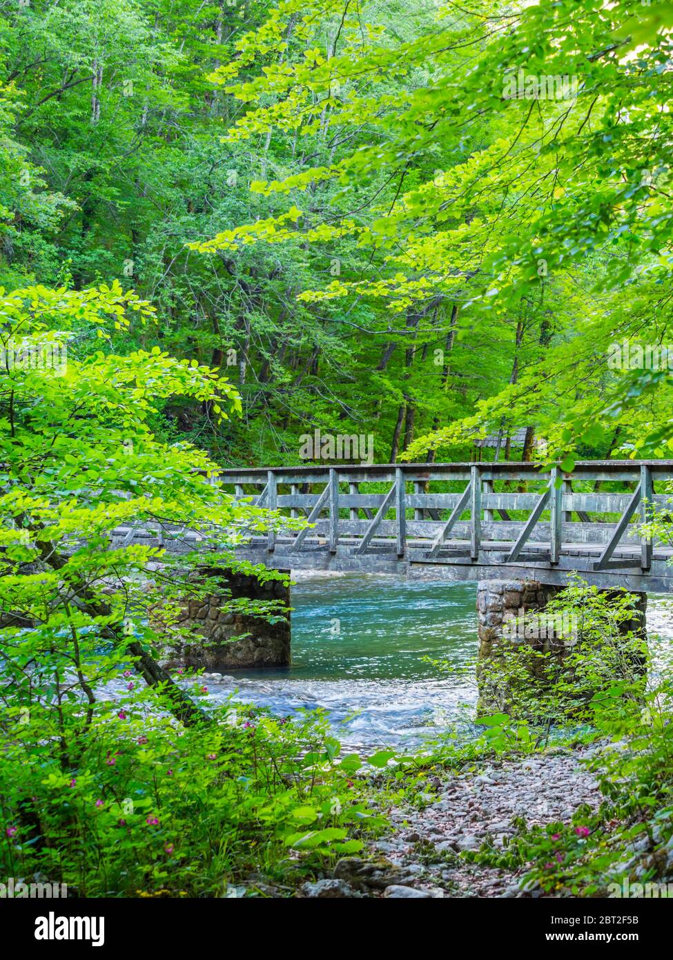 Pont en bois magnifique printemps Vert nature couleur dans la forêt près de la source de la rivière Kupa en Croatie Europe Banque D'Images