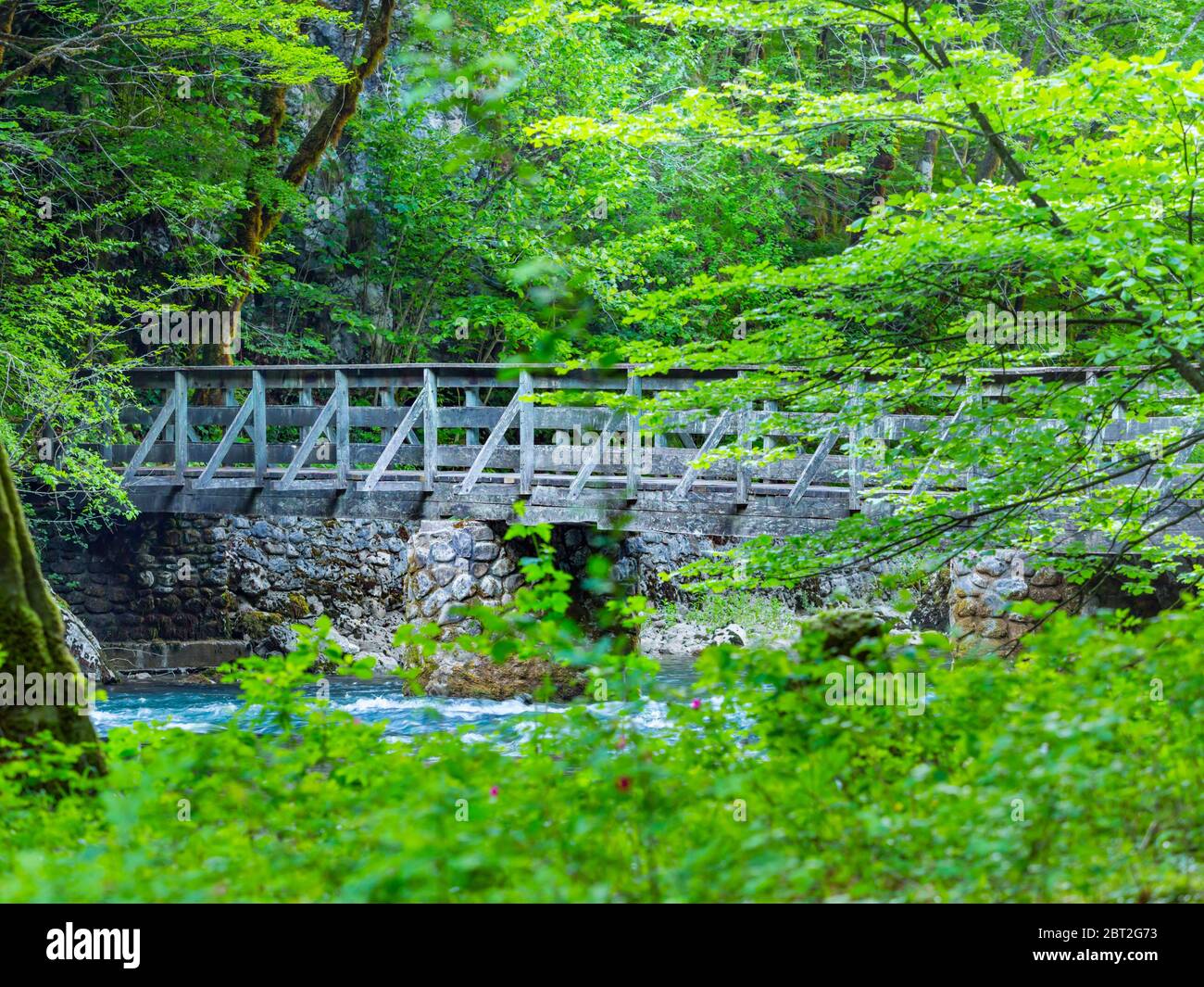 Pont en bois magnifique printemps Vert nature couleur dans la forêt près de la source de la rivière Kupa en Croatie Europe Banque D'Images
