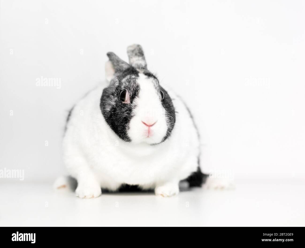 Un lapin hollandais en surpoids tenant ses oreilles en arrière avec une expression nerveuse Banque D'Images