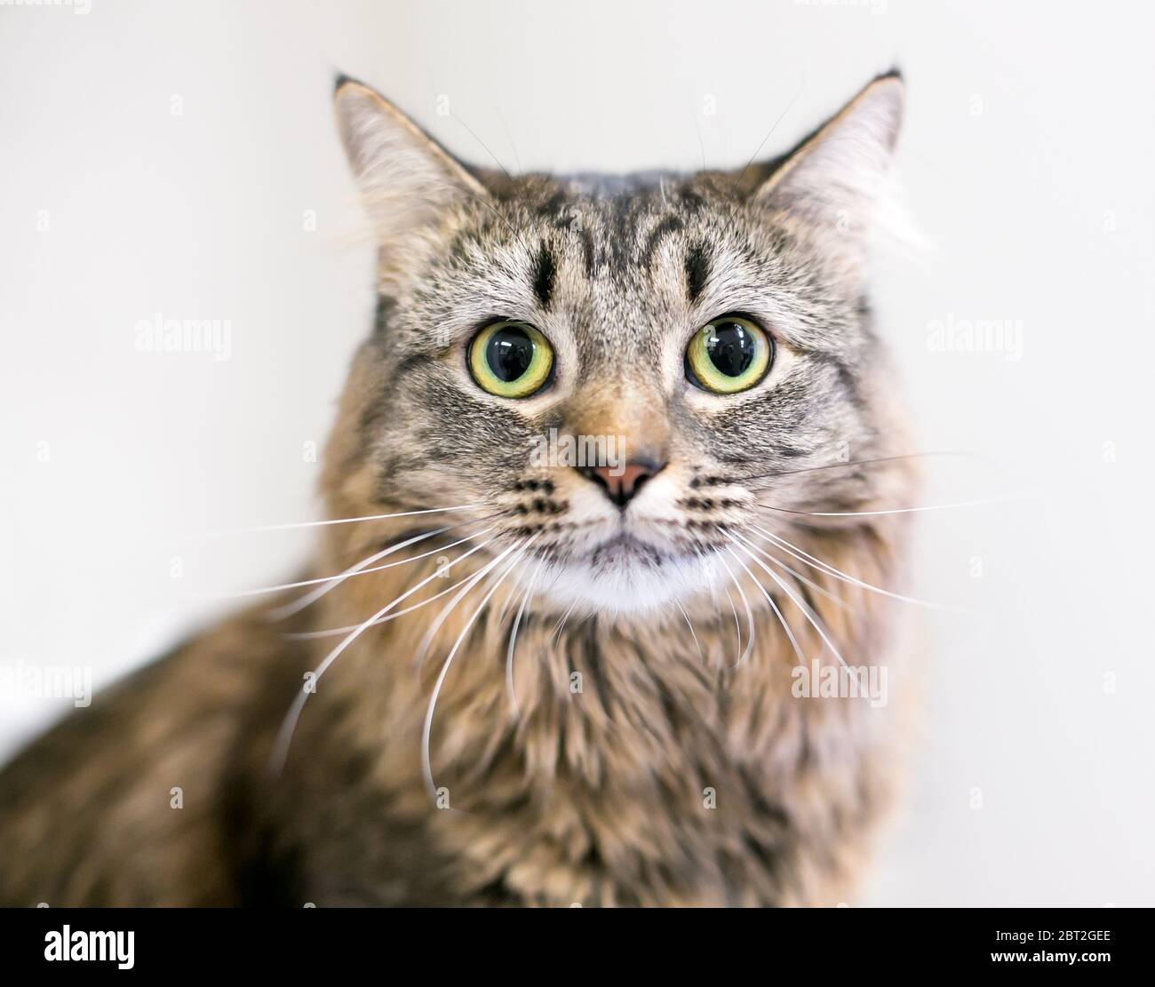 Un Tabby Brun Chat Moyen De Cheveux Domestiques Avec Pupilles Dilatees Photo Stock Alamy