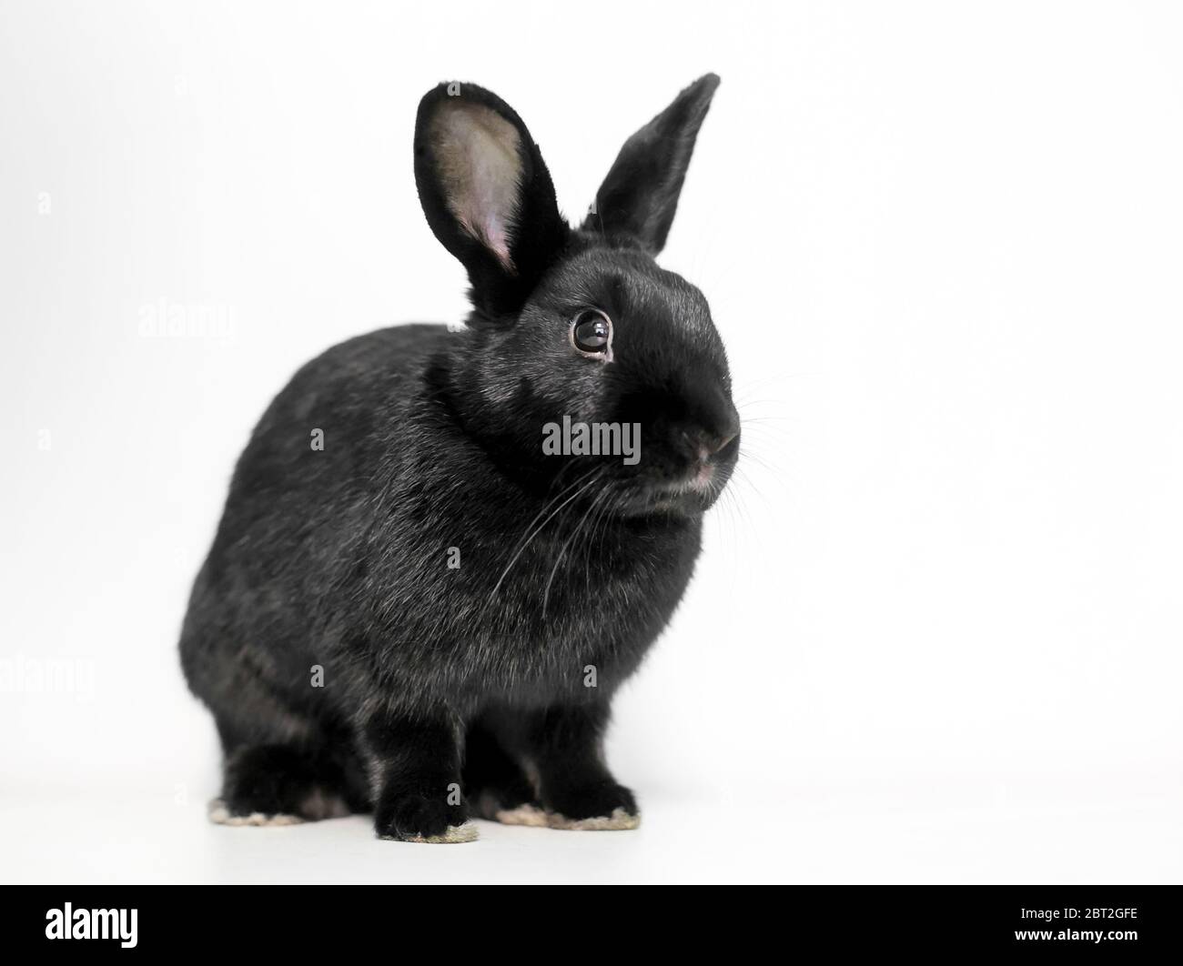 Un lapin noir dwarf domestiqué avec des oreilles droites sur un fond blanc Banque D'Images