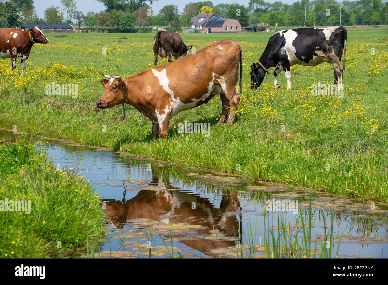 Vache brune et blanche buvant au fossé de Groene Hart, Hollande Banque D'Images