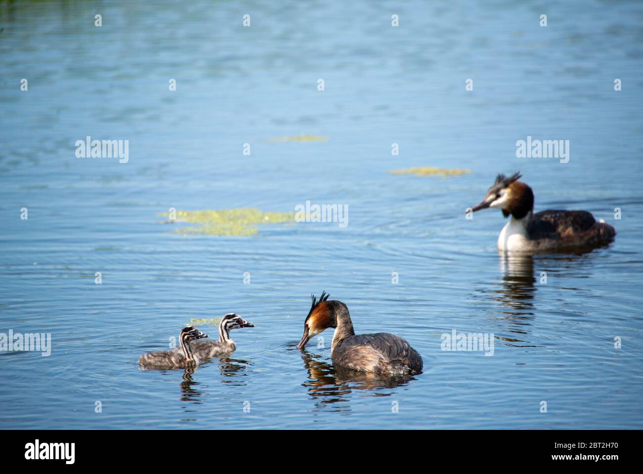 grebe avec du poulet nouvellement né à Groene Hart, Hollande Banque D'Images