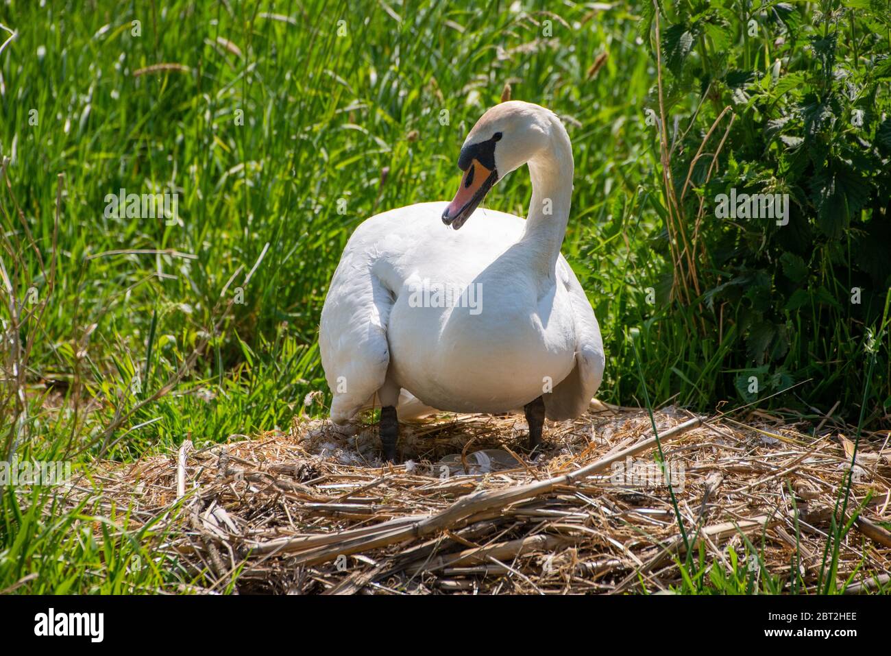 cygne au nid à Groene Hart, Hollande Banque D'Images