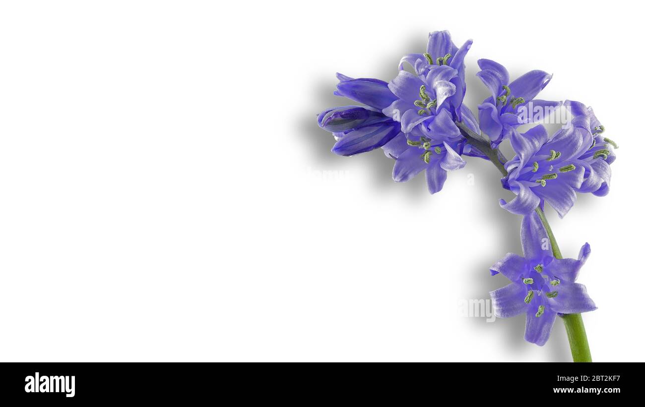 Fleur de bois bleue libérée sur fond blanc, espace libre pour le texte, pas de personnes. Banque D'Images Fleur de bois bleue libérée sur fond blanc, espace libre pour le texte, pas de personnes. Banque D'Images