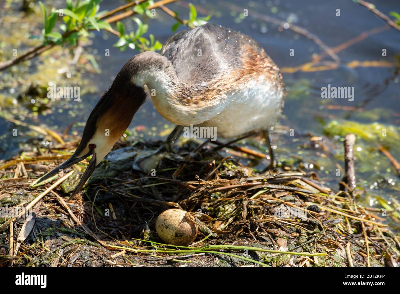 grebe au nid à Groene hart, Hollande Banque D'Images