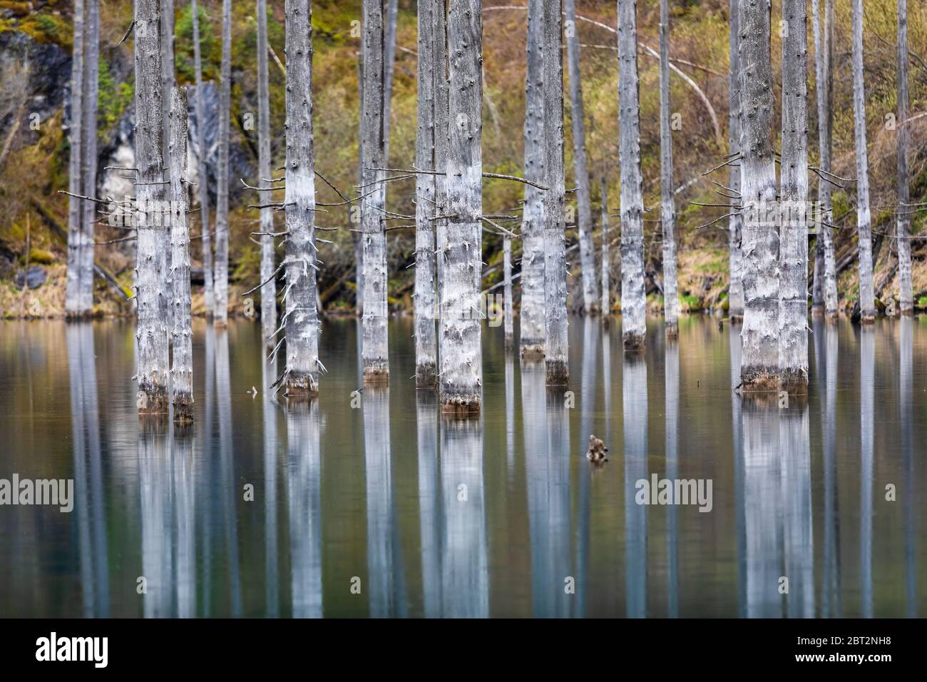 Le lac de Kaindy a inondé la forêt de pins Banque D'Images