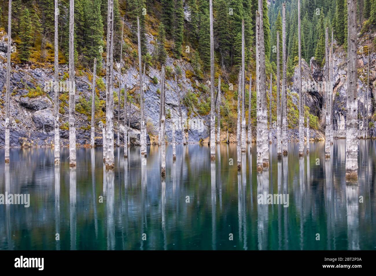 Le lac de Kaindy a inondé la forêt de pins Banque D'Images