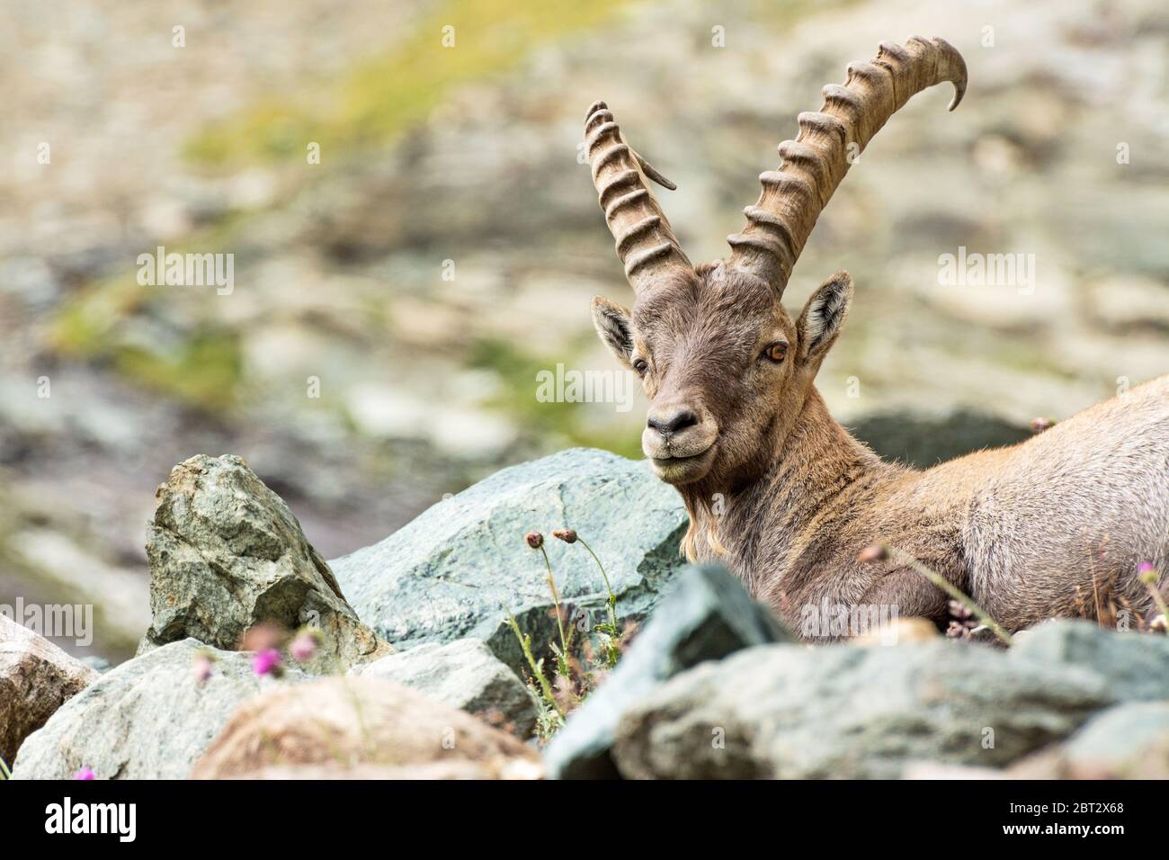 Ibex sauvage dans les Alpes italiennes. Parc national de Gran Paradiso, Italie Banque D'Images