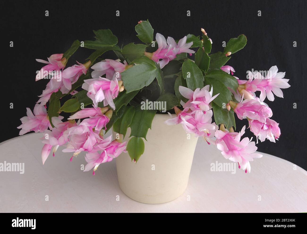 Holiday Cactus, Zygocactus, rose Banque D'Images