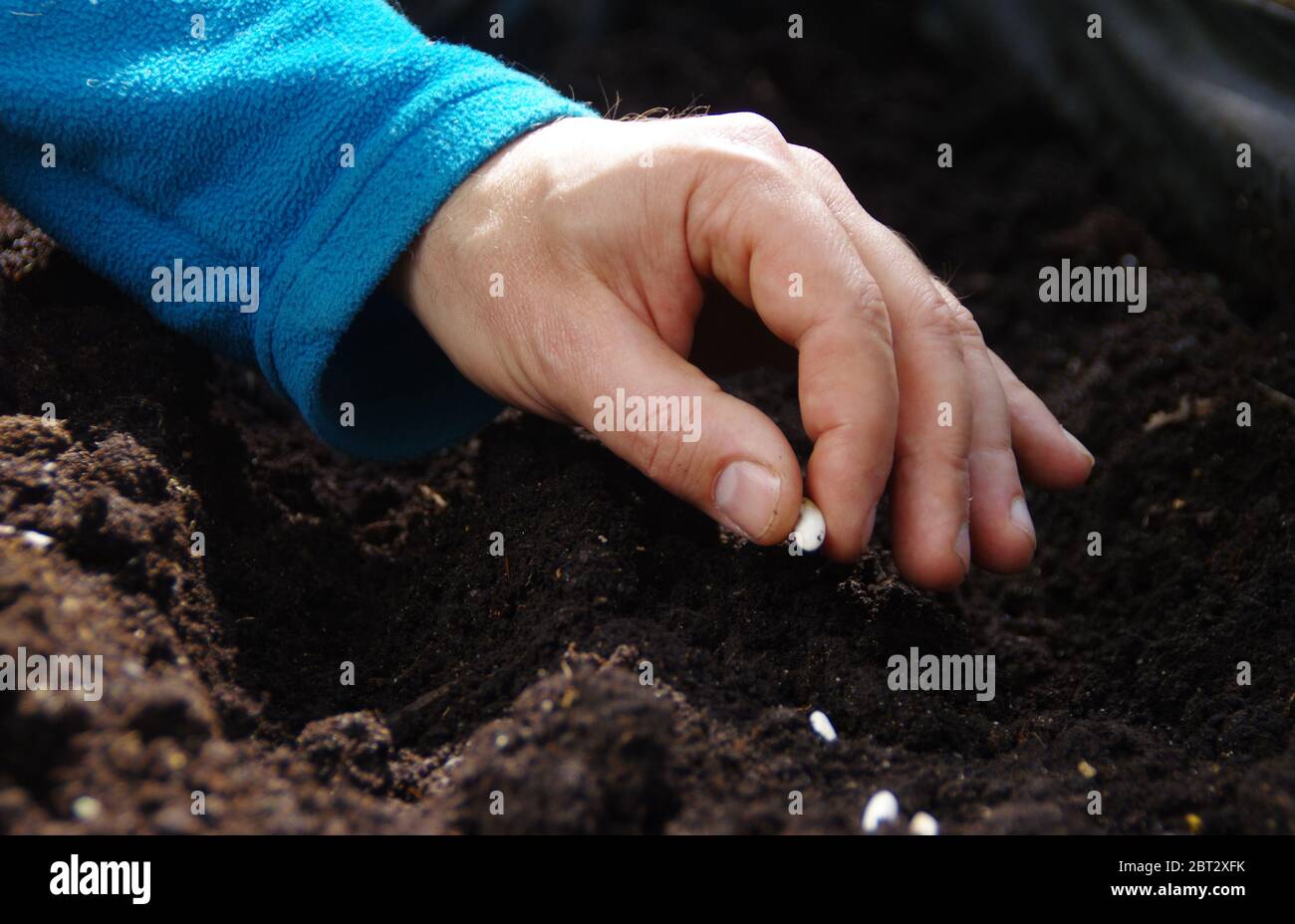 Épandage manuel des graines de haricots dans le sol. Jardinage à la maison au printemps. Bio et écologie culture alimentaire. Banque D'Images