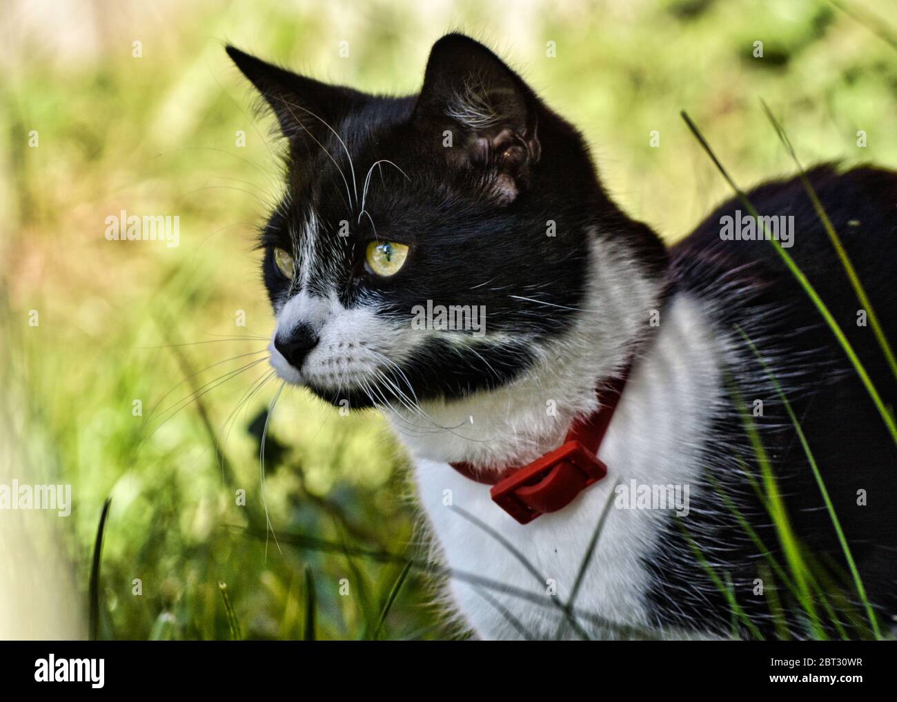 Portrait de chat noir et blanc. Banque D'Images