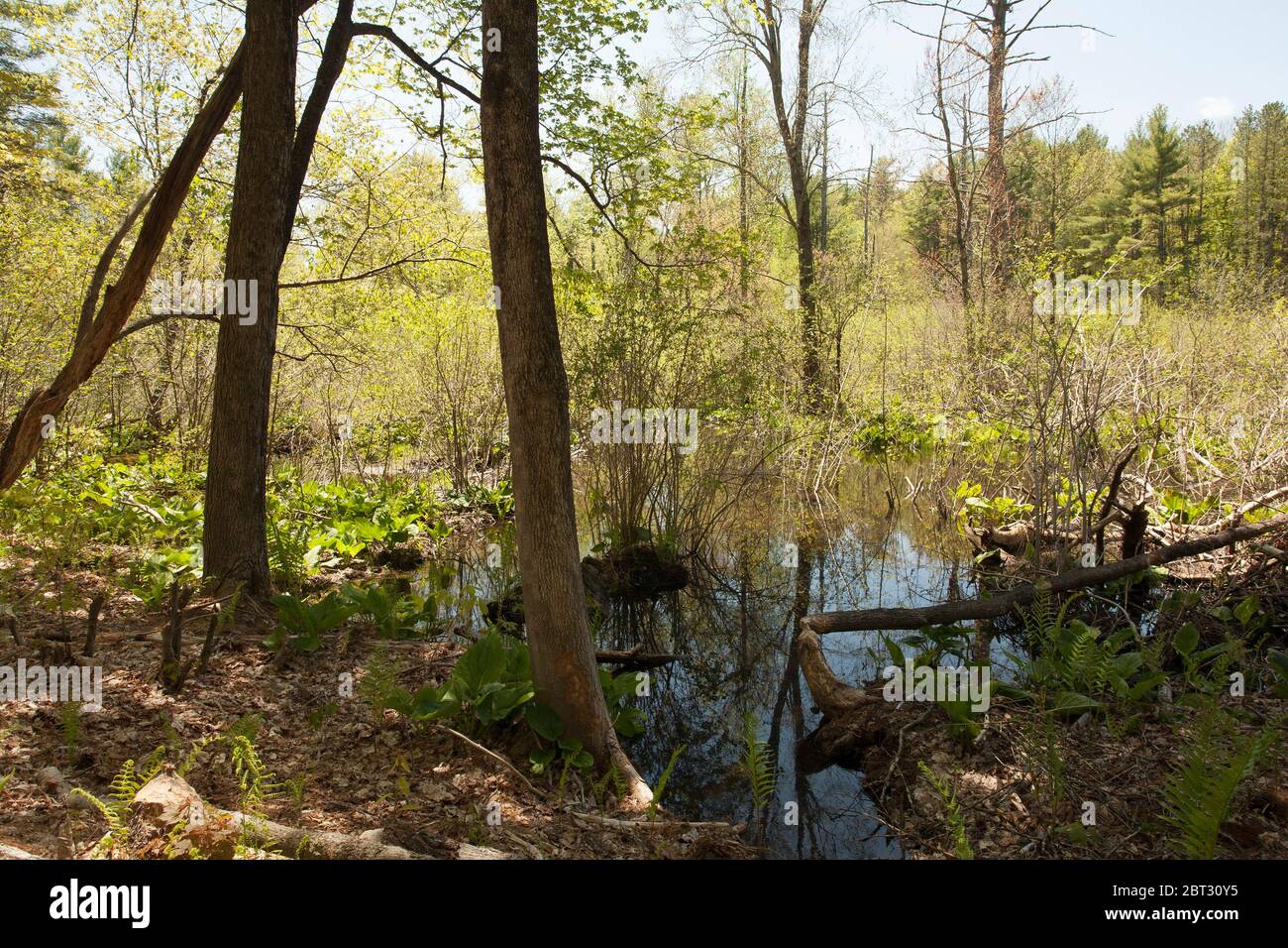 Fin du printemps dans un étang de castors marécageux à Leverette, Massachusetts. Banque D'Images
