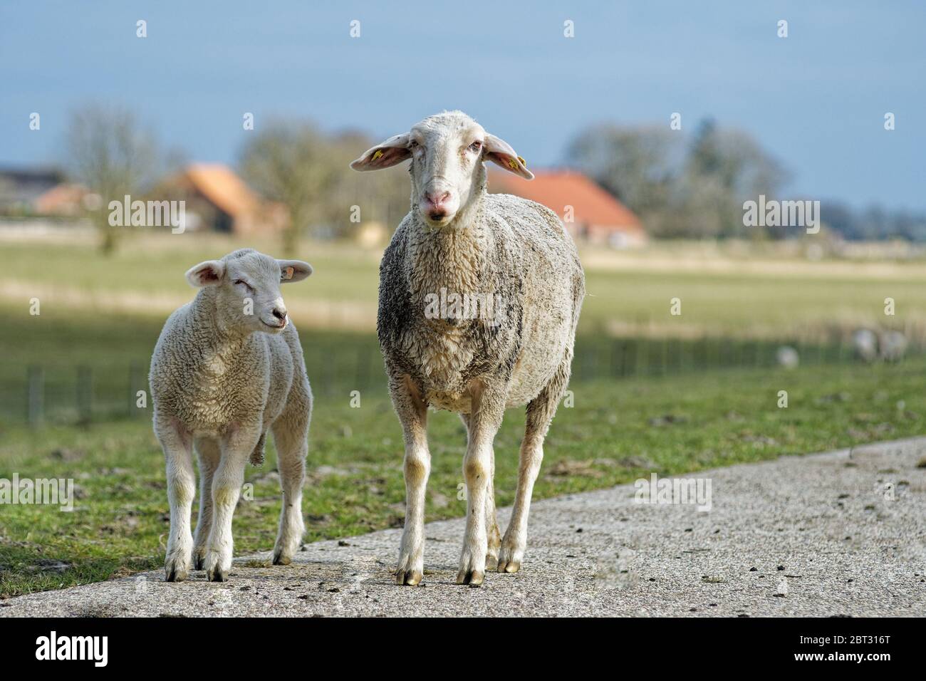 Brebis avec son agneau, Frise orientale, Basse-Saxe, Allemagne Banque D'Images