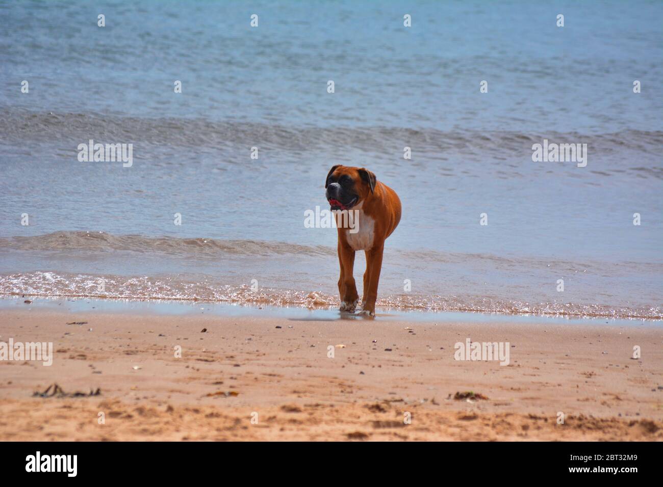 Boxer sur la plage. Banque D'Images