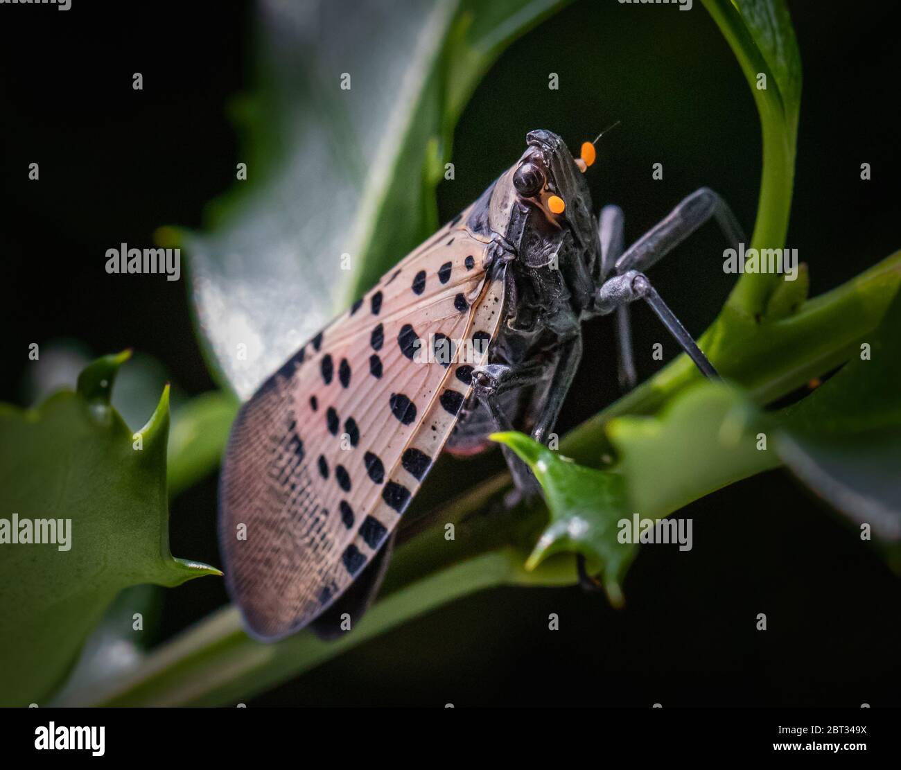 Une lanternfly à pois se trouve au milieu des feuilles de houx Banque D'Images
