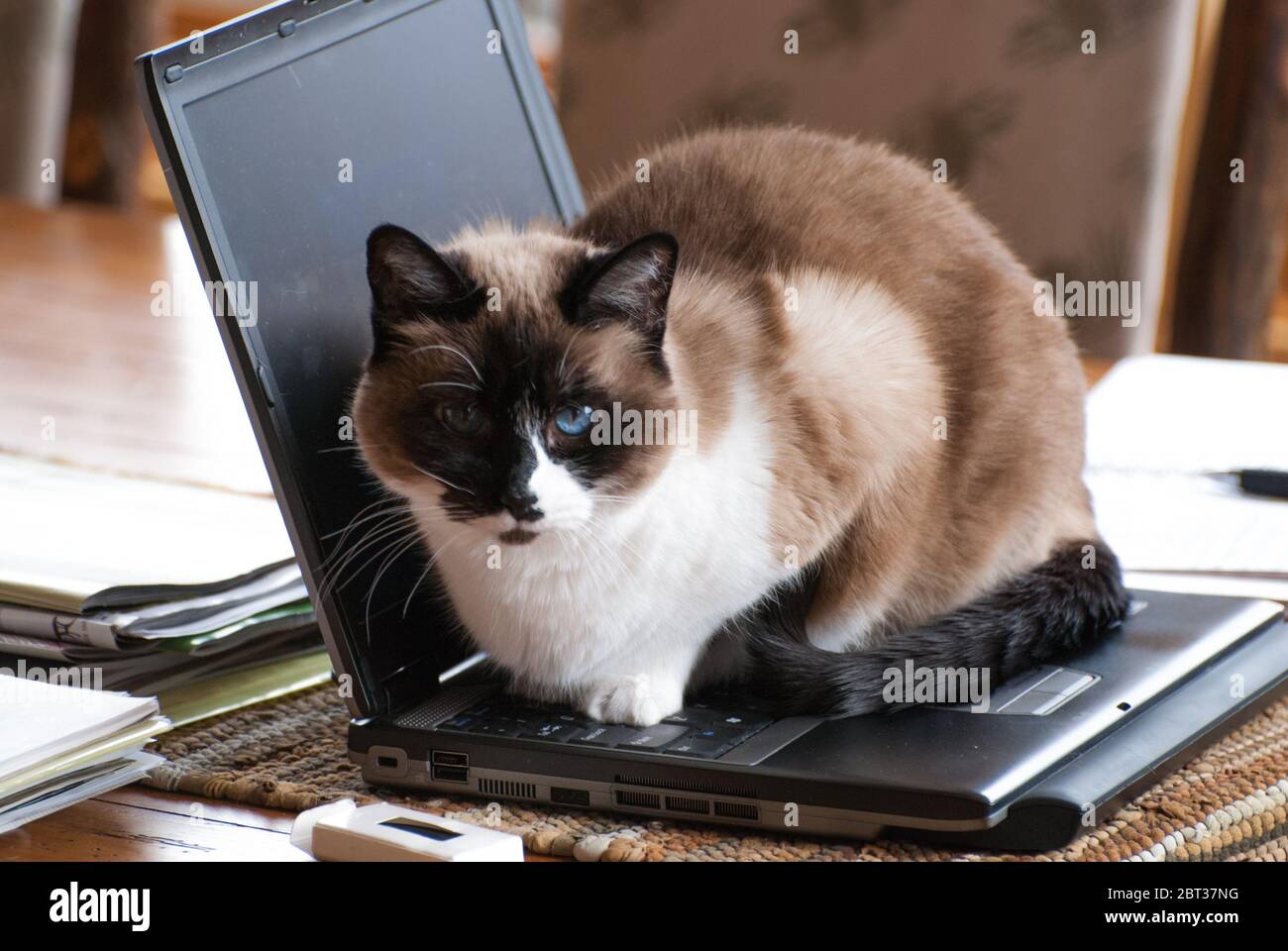 Travailler depuis un ordinateur portable domestique avec un joli chat à œil bleu reposant sur le clavier. Banque D'Images