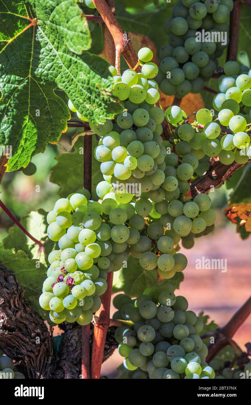 Des petits pains de raisins verts qui poussent sur la vigne au soleil Banque D'Images