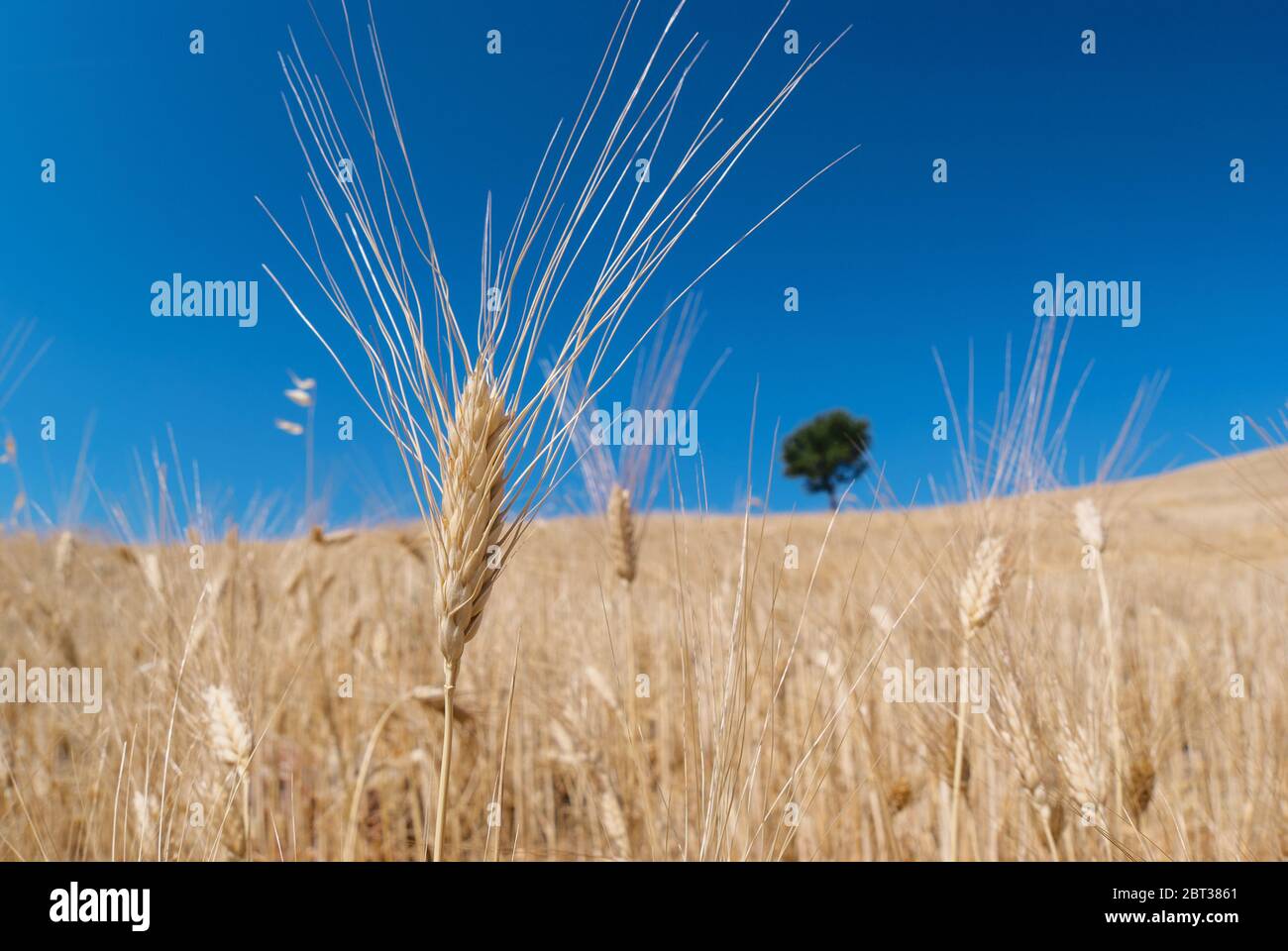 Paysage de Sicile de champ de ferme avec oreille de blé closeup et arbre solitaire flou contre ciel bleu Banque D'Images