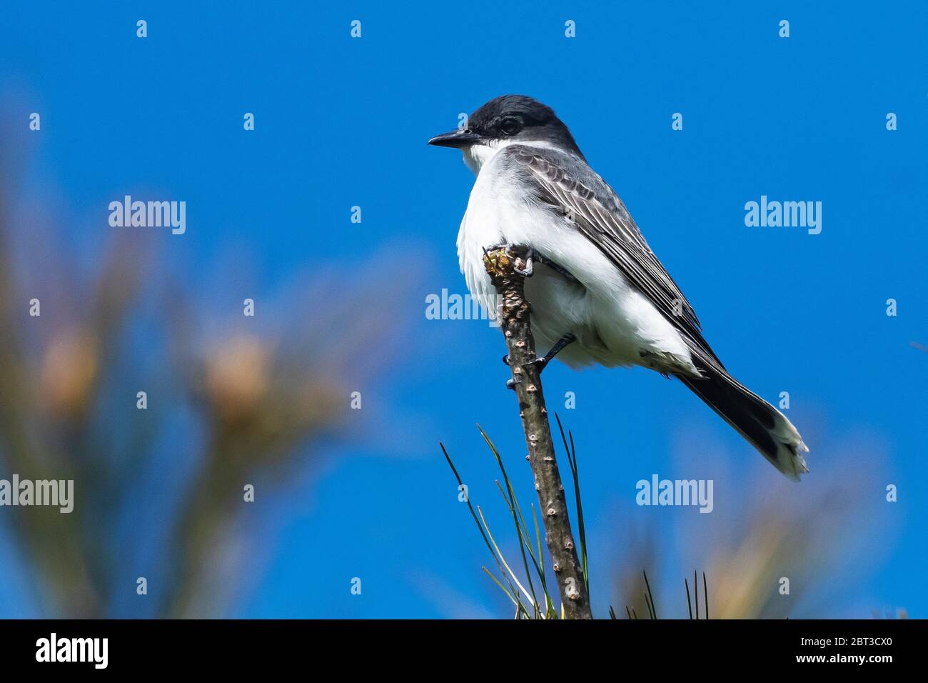 kingbird de l'est pendant la migration de Songbird au printemps Banque D'Images