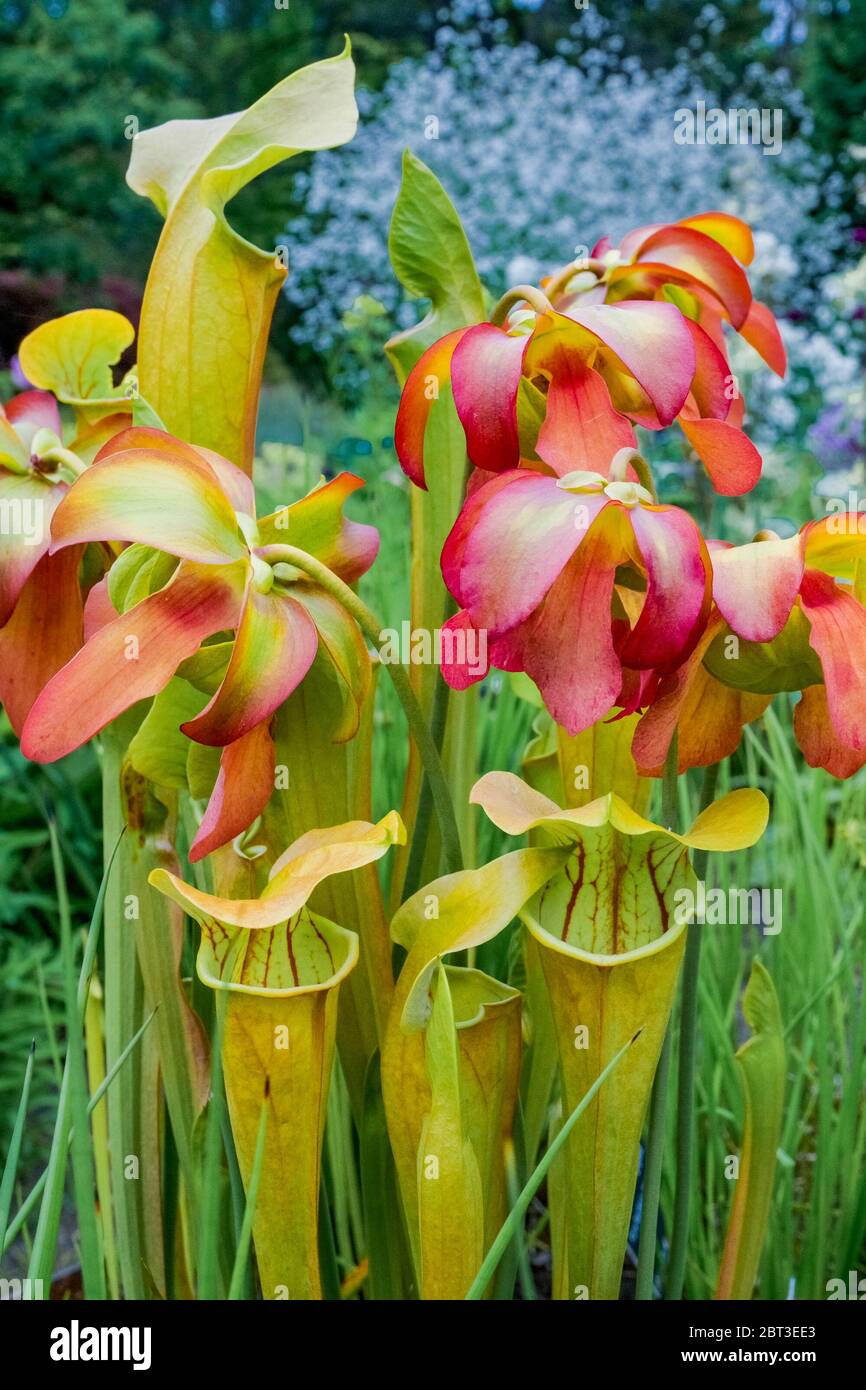 Red Pitcher Plant, VanDusen Botanical Garden, Vancouver (Colombie-Britannique), Canada Banque D'Images