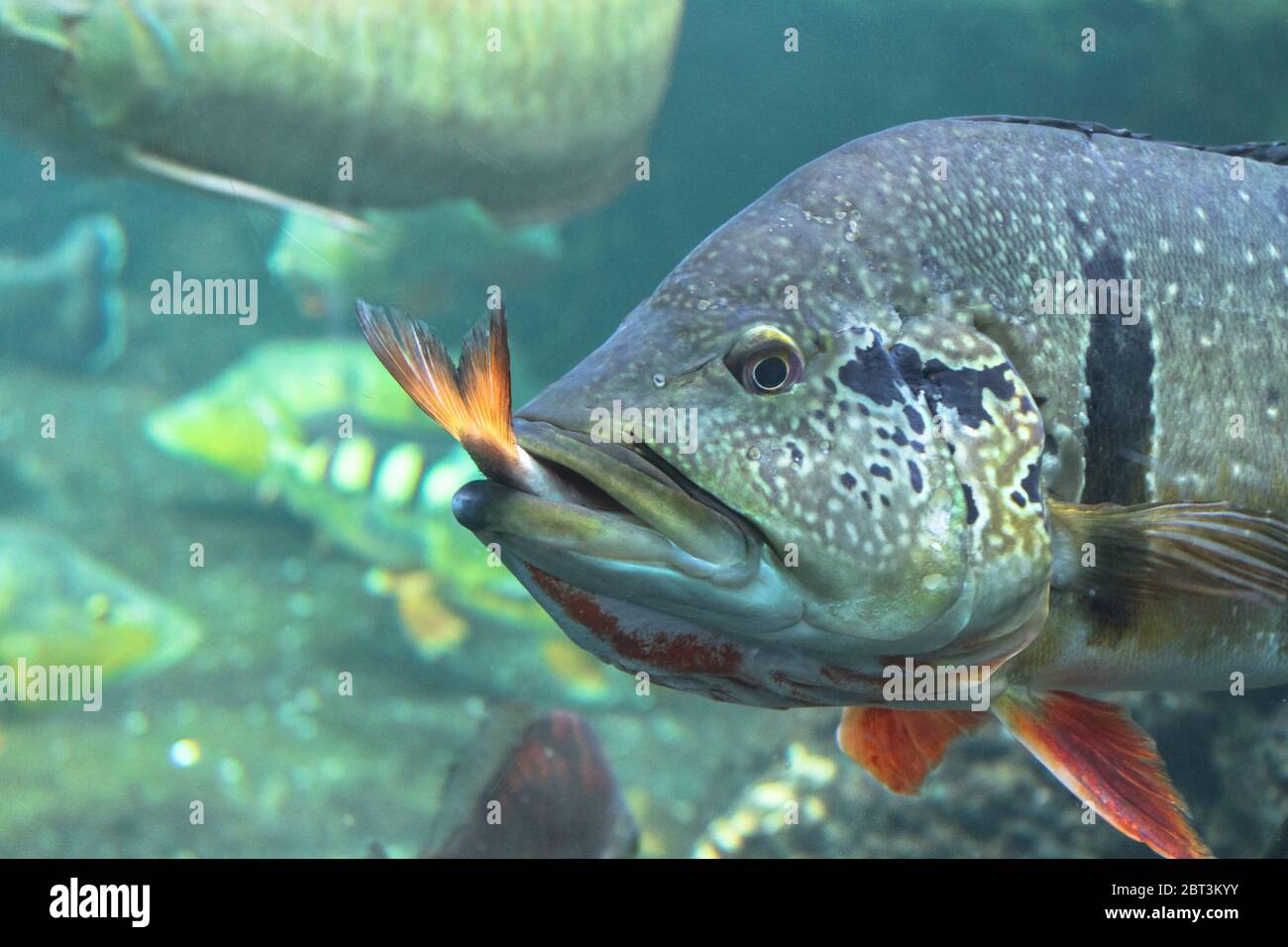 Un gros poisson dans l'aquarium mange un peu, cruauté sous-marine nature Banque D'Images