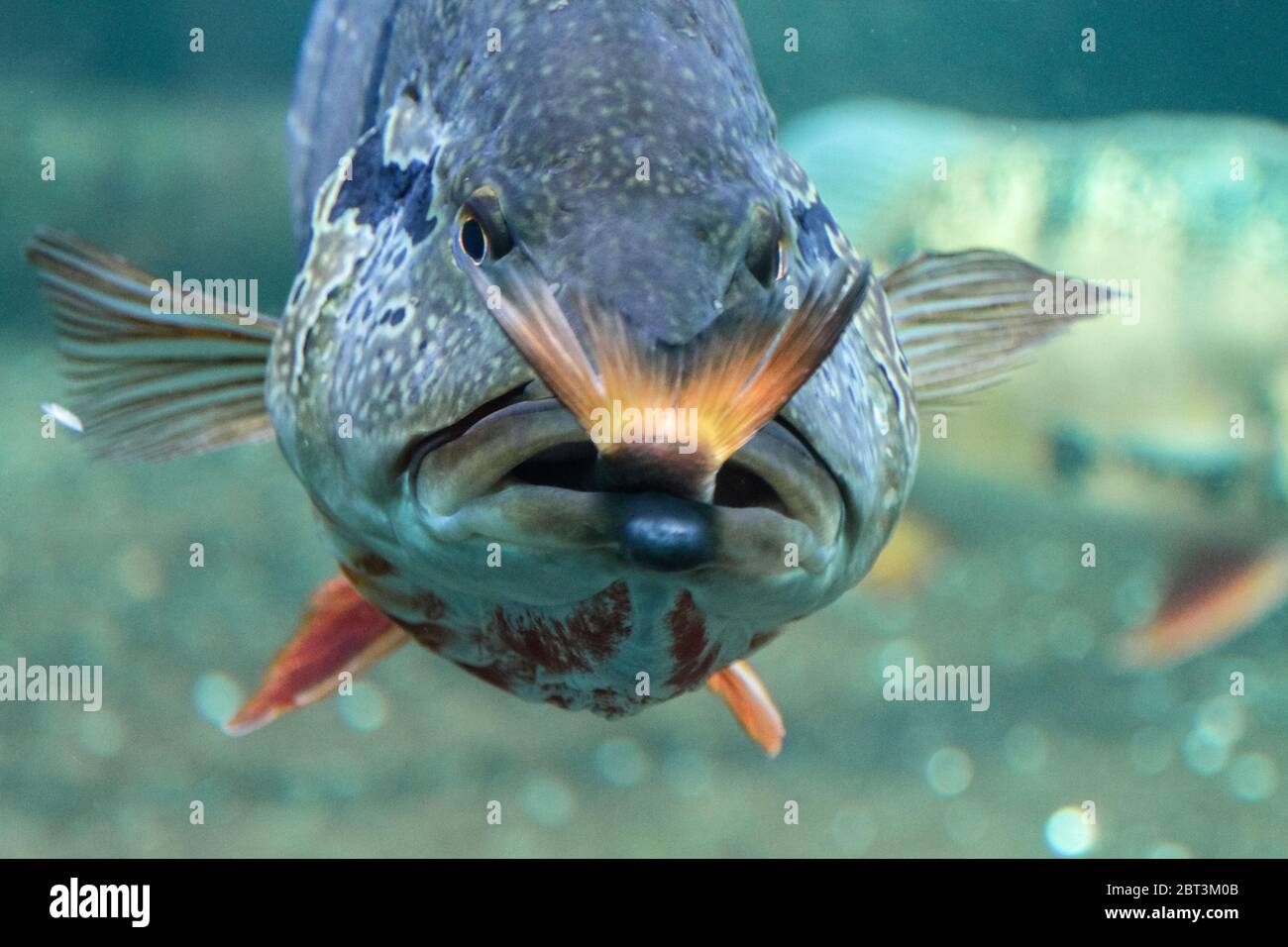 Un gros poisson mange un peu, cruauté sous-marine nature Banque D'Images